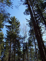 Norway Spruce Plantation in Hinesburg