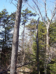 Red spruce forest in Hinesburg