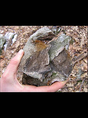 Calcareous Limestone