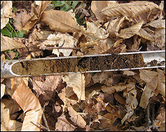 Soil Core of a Spodosol