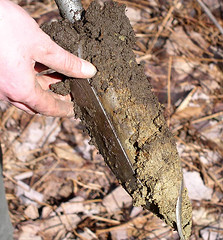 Soil Auger of a Marlow Soil