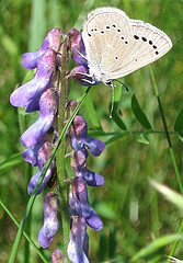 Silvery Blue Butterfly