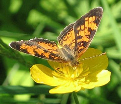 Northern Crescent Butterfly