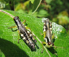 Grasshoppers