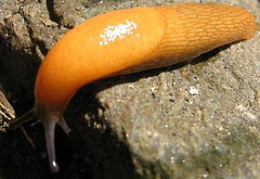 Slug