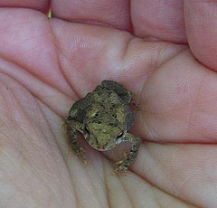 American Toad
