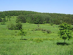 Open Meadow