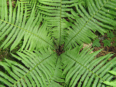 Ostrich Fern