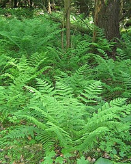 Sugar Maple-Ostrich Fern Forest