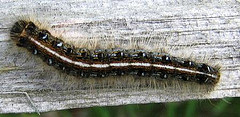 Eastern Tent Caterpillar