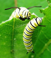 Monarch caterpillars
