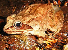 Wood Frog