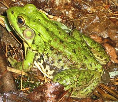 Green Frog