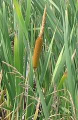 Cattail