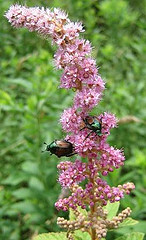 Japanese Beetles