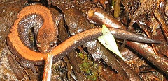 Redback Salamander
