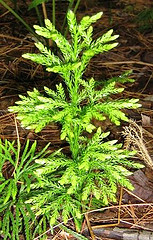 Clubmoss