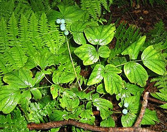 Blue Cohosh