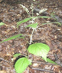 Wood Nettle