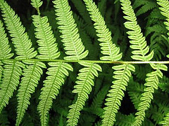 New York Fern