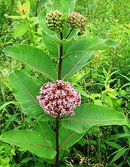 Milkweed