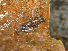 Caddisfly Casing