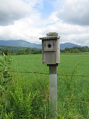Bluebird House