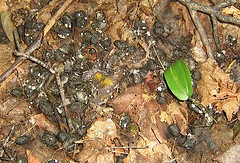 Deer Scat