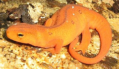 Red Eft