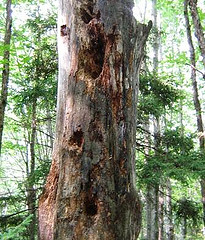 Pileated Woodpecker Tree