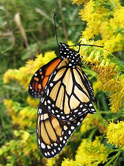 New Monarch
