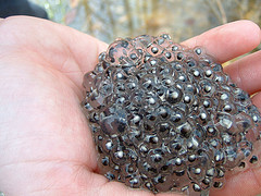 Wood Frog Eggs