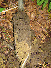 Soil Sample