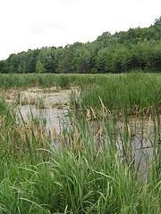 Jericho Center Wetland