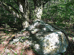 A rock outcrop in the woods in the Prosper Valley, Vermont