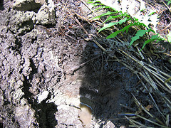 Clay soil pit in the Prosper Valley