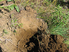 Sandy soil pit in the Prosper Valley