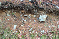 Classic rocky Vermont soils