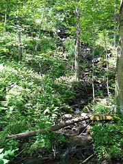 The headwaters of the Gulf Stream
