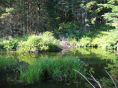 A beaver pond in Barnard