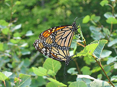 A Butterfly in the Prosper Valley