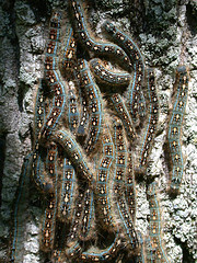Forest tent caterpillars