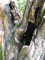 Snags - a Good Home for Wildlife