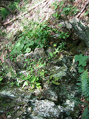 Blood Root and Wild Ginger