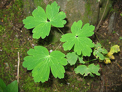 Blue Cohosh