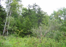 Red spruce swamp