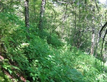 Rich northern hardwood forest