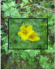 Shrubby cinquefoil
