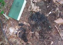 Black bear scat, Pomfret