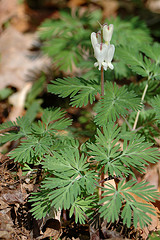 Dutchman's Breeches